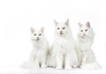 Row of three solid white Maine Coon cats