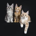 Trio of Maine Coon kittens on black background Royalty Free Stock Photo
