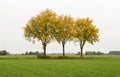 Row of three trees with yellow leaves Royalty Free Stock Photo