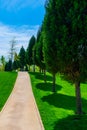 Row of Thuja trees along a path for a walk Royalty Free Stock Photo