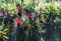 Row of Tillandsia airplant in the garden