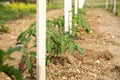 Row of tomato plants