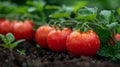A row of tomatoes growing on a plant with water droplets, AI Royalty Free Stock Photo