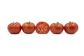 Row of tomatoes Royalty Free Stock Photo