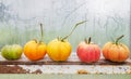 A row of tomatoes in various stages of ripeness, selective focus Royalty Free Stock Photo
