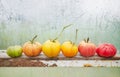A row of tomatoes in various stages of ripeness, selective focus Royalty Free Stock Photo