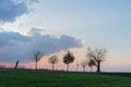 Tree row with striking cloud formation in the evening light Royalty Free Stock Photo