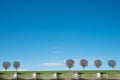 Row of tree under the bright blue sky. Royalty Free Stock Photo