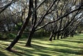 Row of Trees