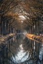 Row of trees along canal reflecting in the water surface Royalty Free Stock Photo