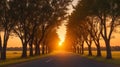 A row of trees along a country road, their branches aglow with sunset Royalty Free Stock Photo