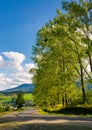 Row of trees along the road in to the mountains Royalty Free Stock Photo