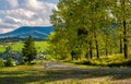 Row of trees along the road in to the mountains Royalty Free Stock Photo