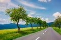 Row of trees along the road in to the mountains Royalty Free Stock Photo