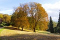 Row of trees in autumn colours