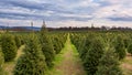 Row of Trees at the Christmas Tree Farm