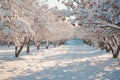 A row of trees coated in a blanket of snow stands adjacent to a dense forest, offering a wintry sight, A snowy orchard with snow-