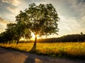 Sun star detail shining through the branches of a tree, Canton Geneva, Switzerland. Royalty Free Stock Photo