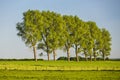 Row Of Trees In Evening Light, Germany