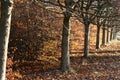 Row of trees and fall leaves Royalty Free Stock Photo