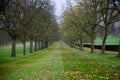 Row of Trees in the Fall with leaves and Grass Royalty Free Stock Photo