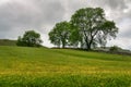 A row of trees in a flower filled English meadow.