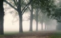 Row of Trees on Foggy Lane