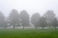 Row of trees on foggy morning Royalty Free Stock Photo