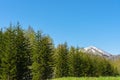 Row of trees on foreground mountains with vast clear blue sky on background in sunny day Royalty Free Stock Photo