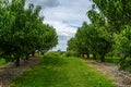 Row of trees full of ripe fruits in apple orchard and flag of USA Upstate New York Royalty Free Stock Photo