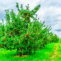 Row 0f trees full of ripe fruits in apple orchard Upstate New York Royalty Free Stock Photo