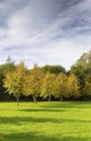 Trees in autumn foliage with dead space