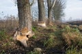 Row Of Trees Gnawed By European Beaver, Castor Fiber, In The Wetland Area. Damaged Tree Trunks With Visible Teeth Marks. Poland