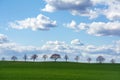 Row of trees on a green field against blue sky with clouds Royalty Free Stock Photo