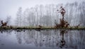 Row of trees in the haze in winter reflected in a puddle Royalty Free Stock Photo