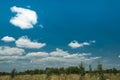 Row of trees on horizon line under blue sky. Cumulus clouds over green wood at sunset Royalty Free Stock Photo