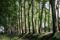 Row of trees with light and shadows