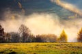 Row of trees on the meadow in morning fog Royalty Free Stock Photo