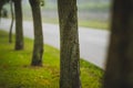 Row of trees next to a road Royalty Free Stock Photo