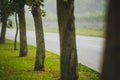 Row of trees next to a road Royalty Free Stock Photo