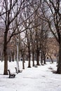 A row of trees and park benches in winter Royalty Free Stock Photo