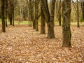 A Row Of Trees In The Park, Tree Trunks, Yellow Fallen Leaves