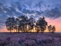 Row of trees in purple blossom heather at twilight, Regte Heide, Netherlands