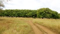 Row of trees in savanna forest Royalty Free Stock Photo