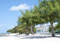 Grand Cayman Beach Trees Royalty Free Stock Photo