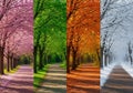 A row of trees is shown in four vertical sections, each representing a different Royalty Free Stock Photo