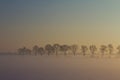 Row of trees in snow, fog and sunset Royalty Free Stock Photo