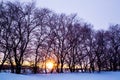 A row of trees with snow on the ground and a sun in the sky Royalty Free Stock Photo