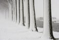 Row Trees Snow Storm Noordeloos Royalty Free Stock Photo