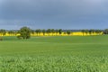 Row of trees and spring fields Royalty Free Stock Photo